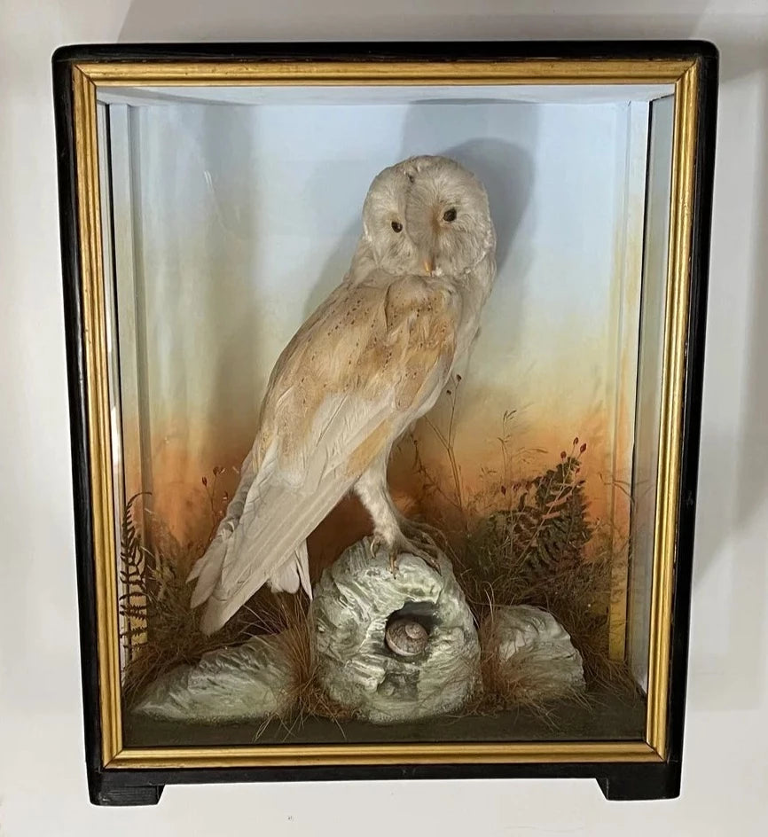 Taxidermy Antique Barn Owl Hutchings Of Aberystwyth