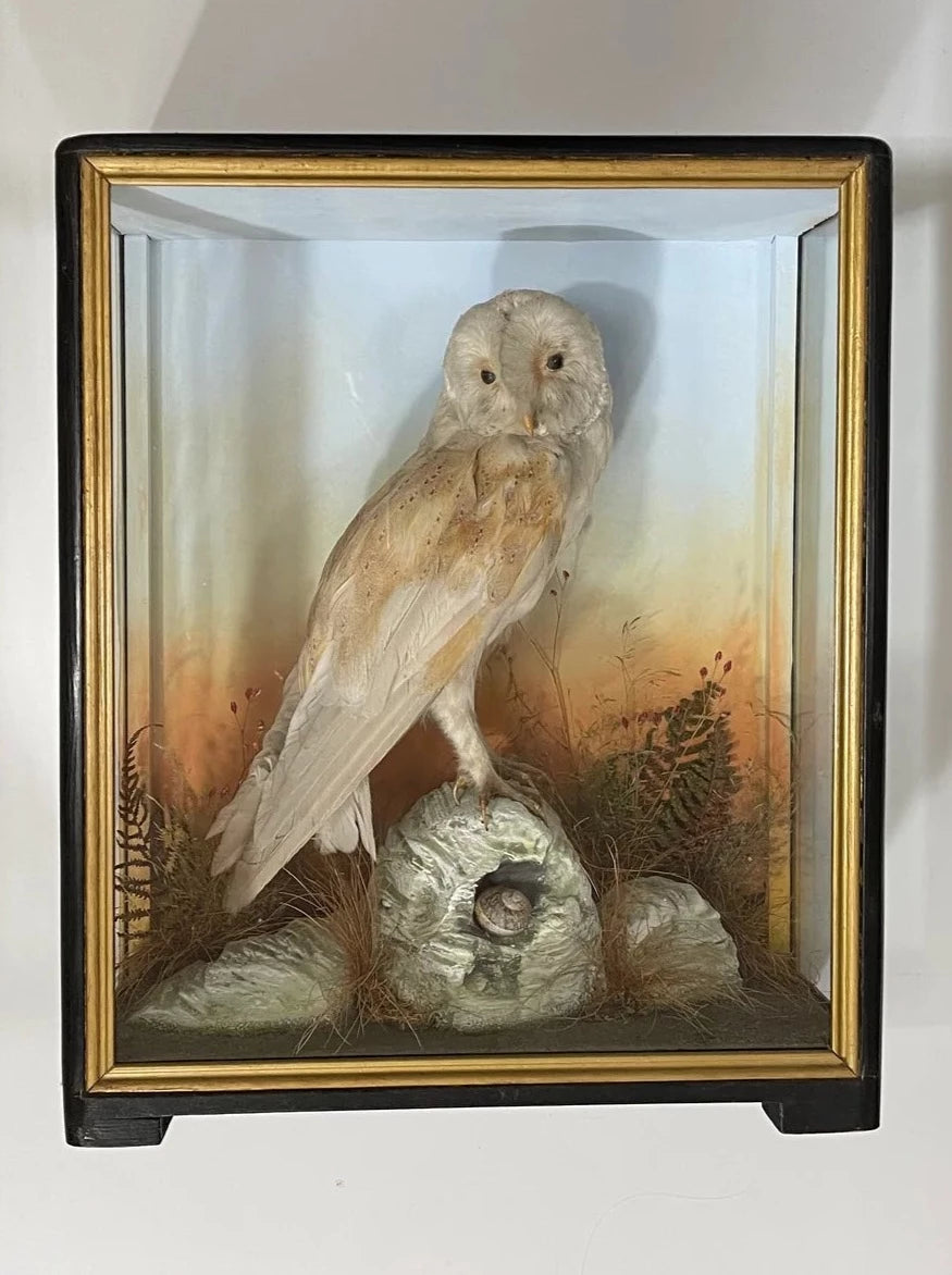 Taxidermy Antique Barn Owl Hutchings Of Aberystwyth