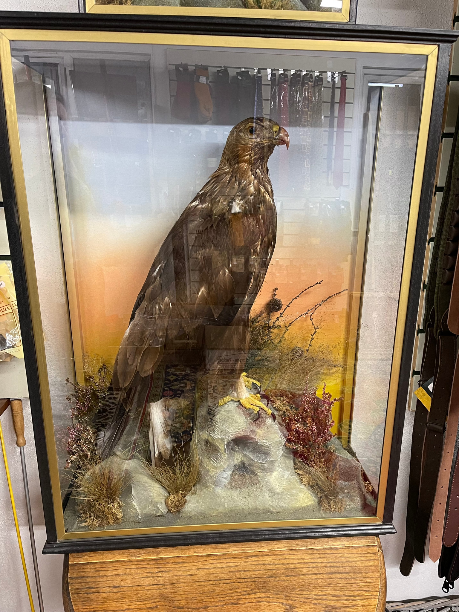 Taxidermy Robert Hope Jedburgh Golden Eagle