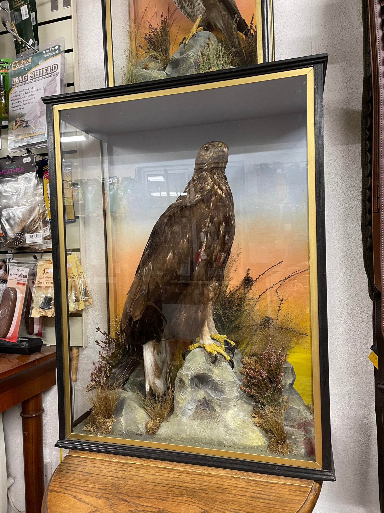 Taxidermy Robert Hope Jedburgh Golden Eagle