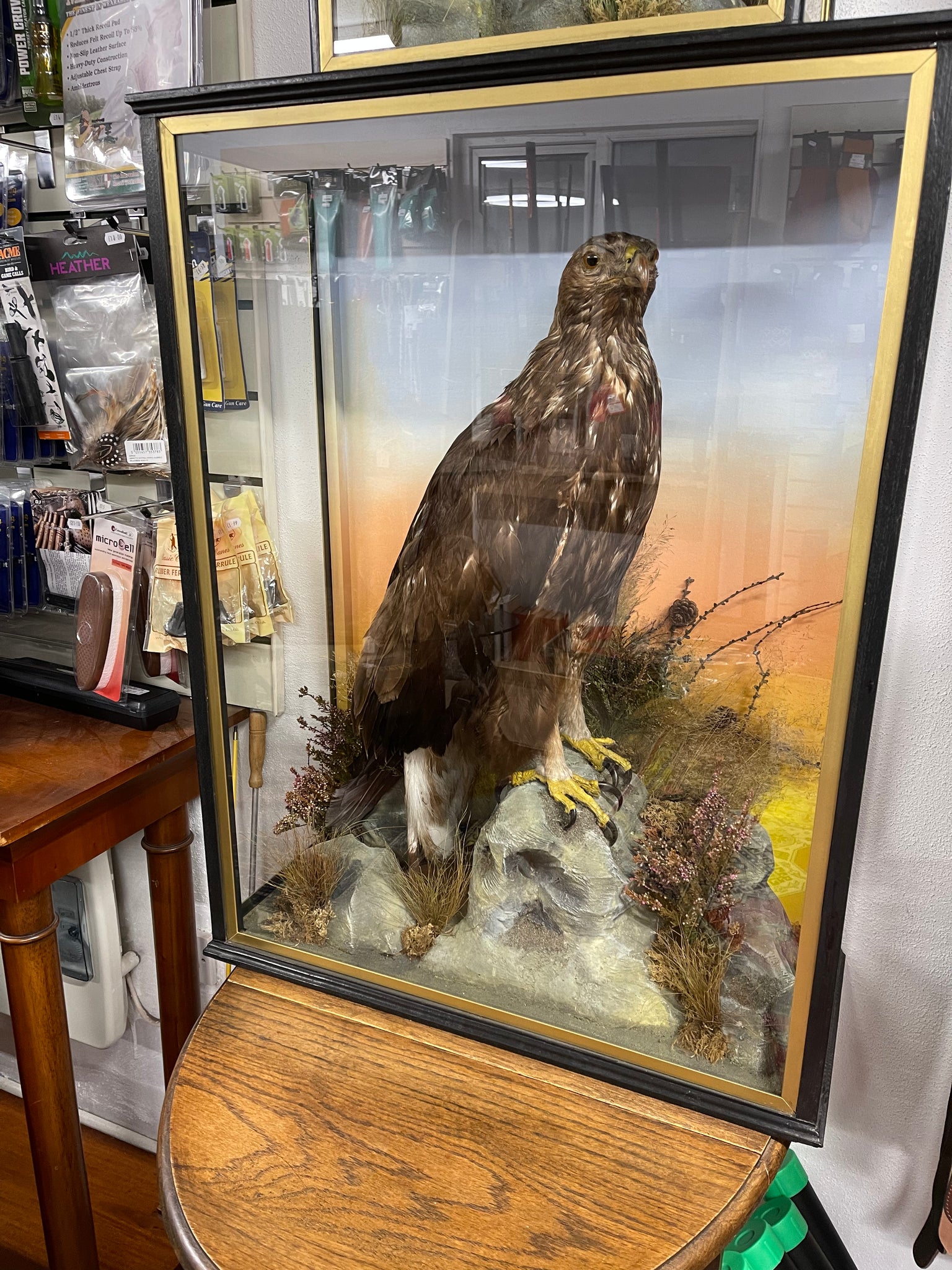 Taxidermy Robert Hope Jedburgh Golden Eagle