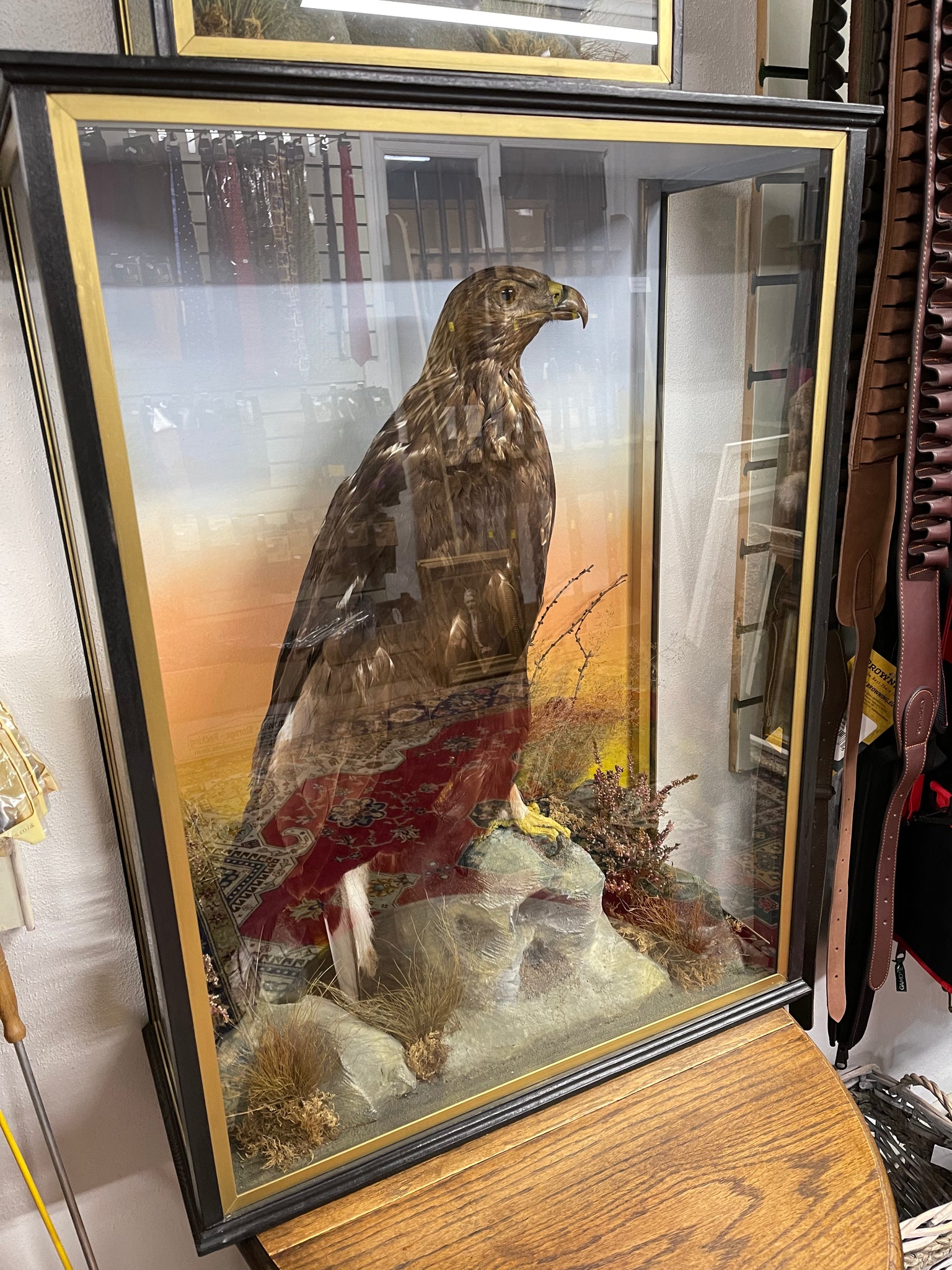 Taxidermy Robert Hope Jedburgh Golden Eagle