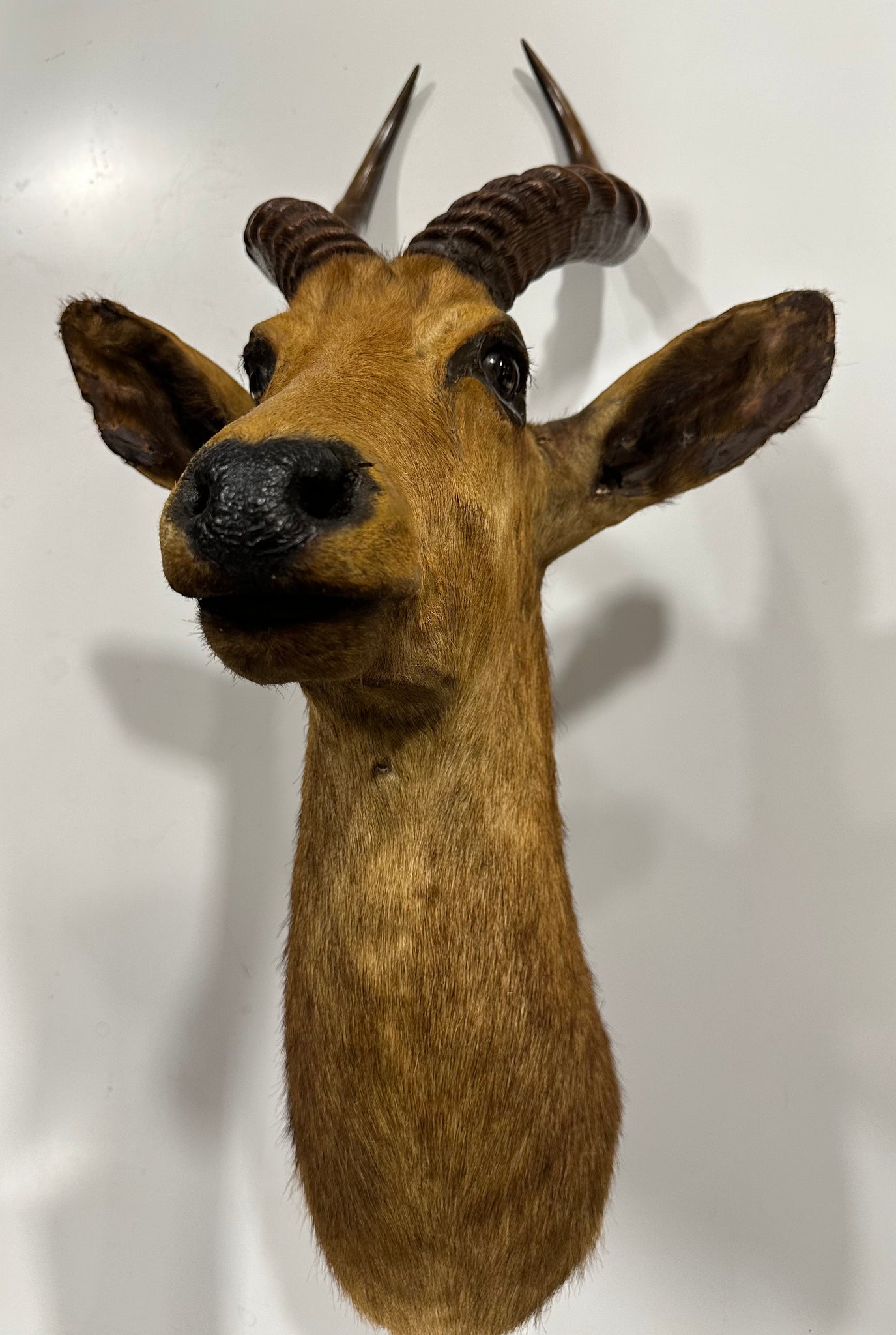 Taxidermy Antelope By Rowland Ward