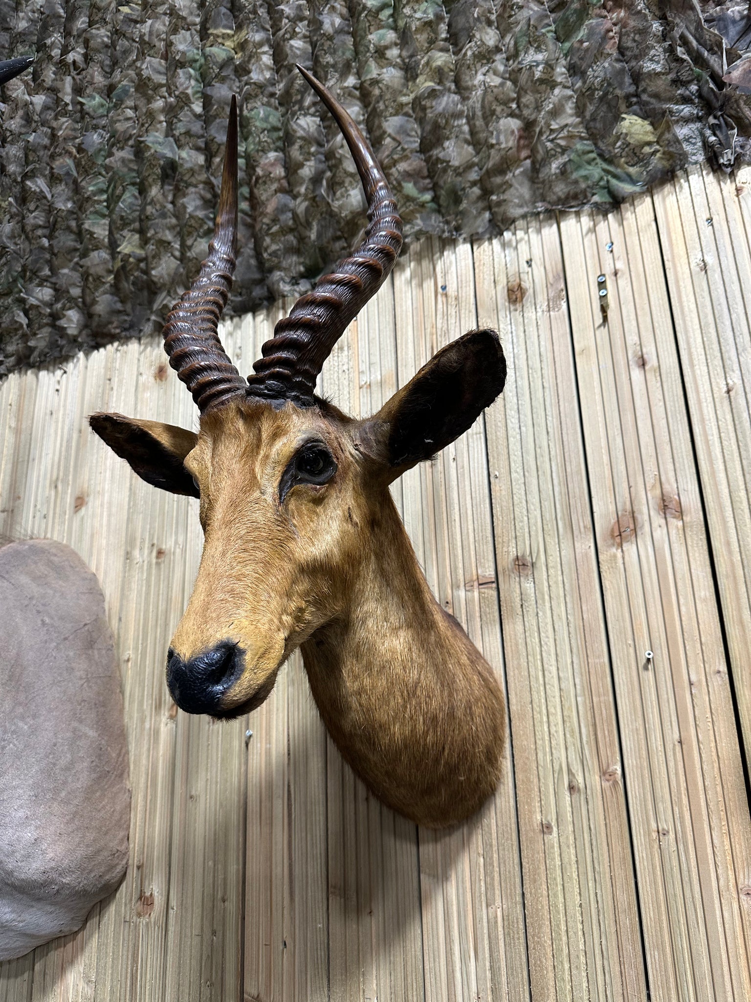 Taxidermy Antelope By Rowland Ward