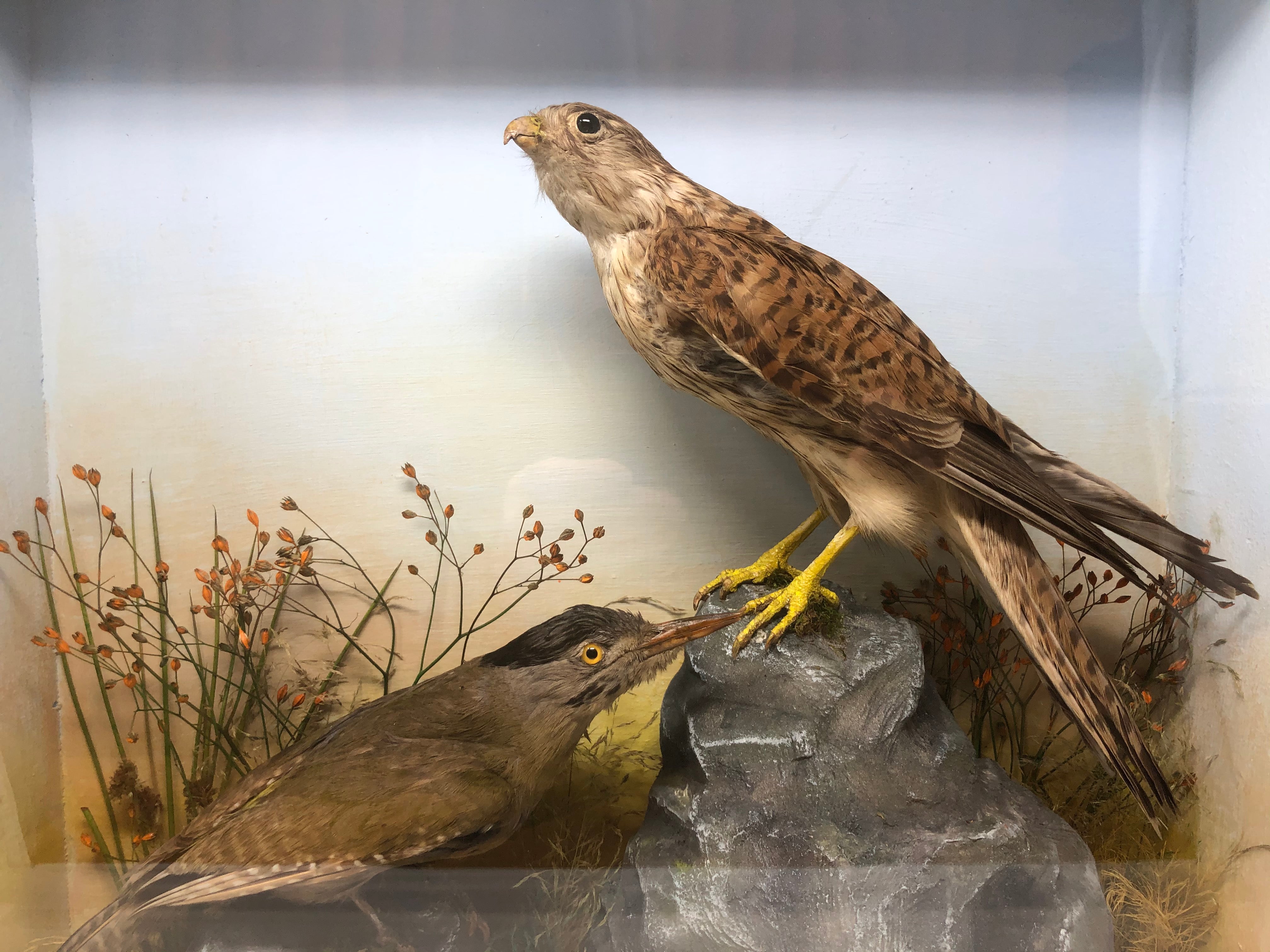 Taxidermy Antique Cased Specimen Of A Kestrel And Green Woodpecker