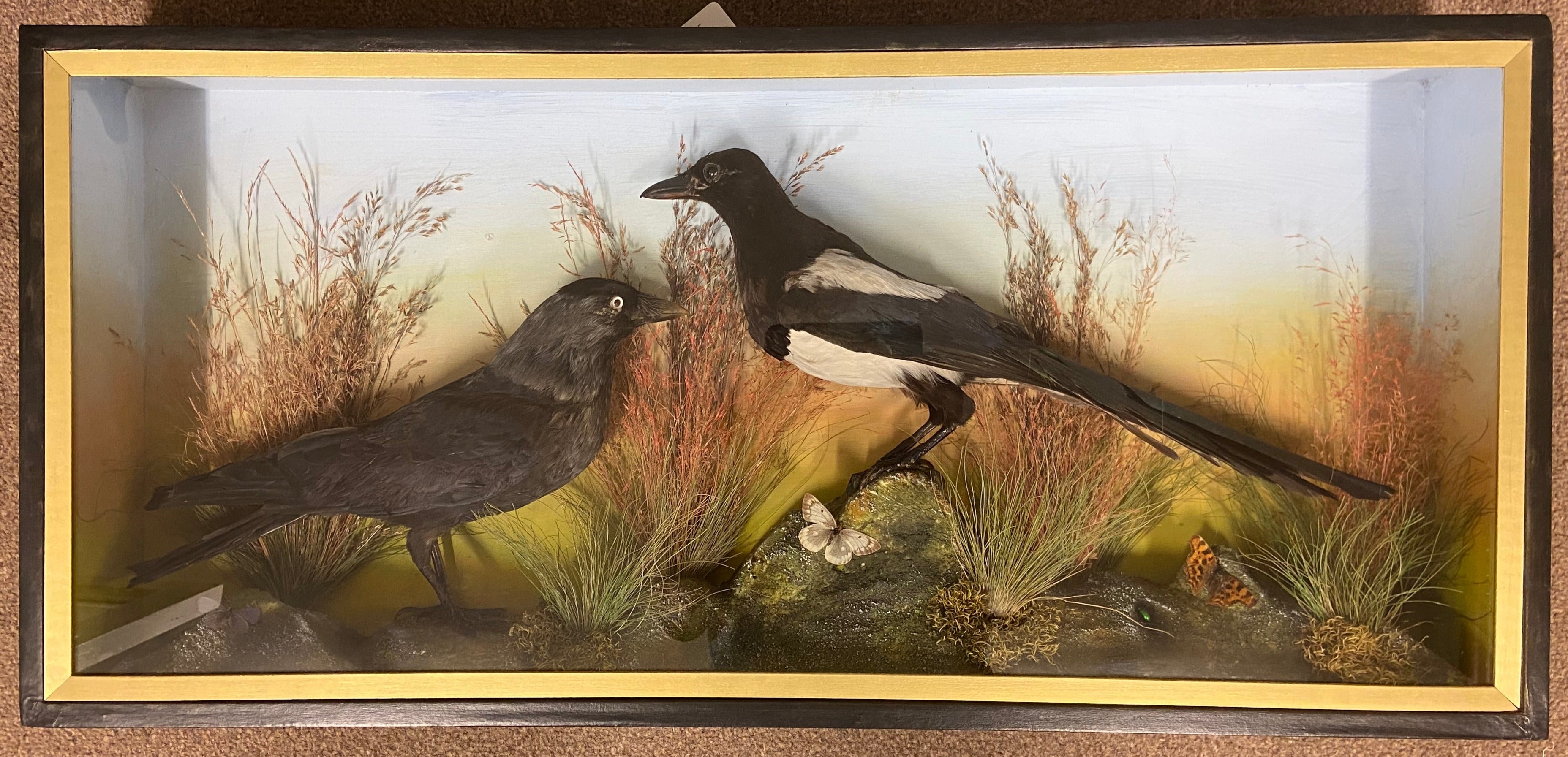 Taxidermy Jackdaw & Magpie