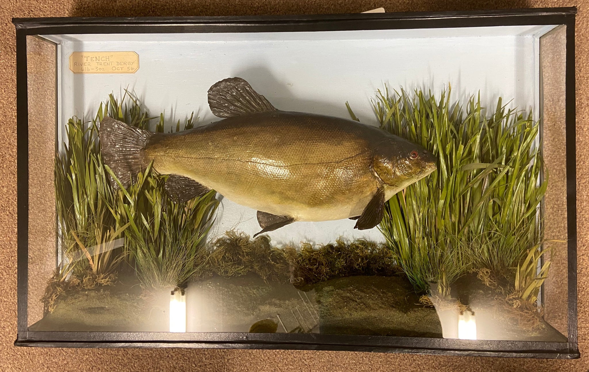 Taxidermy J E Shelbourne Cased Fish Tench