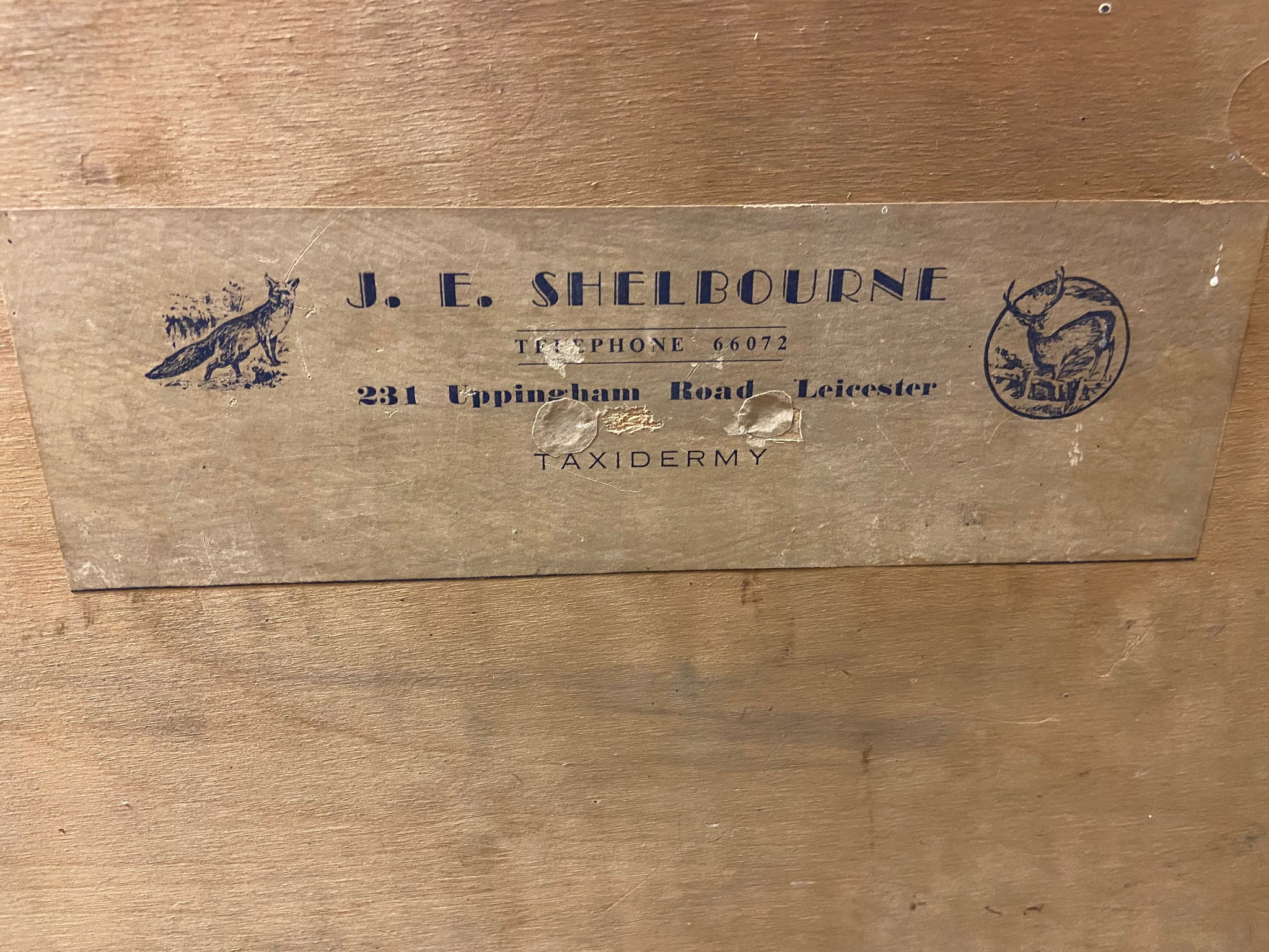 Taxidermy J E Shelbourne Cased Fish Tench